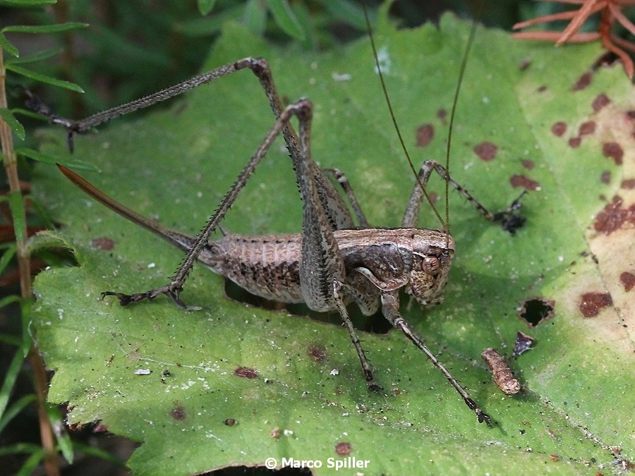 Rhacocleis germanica
